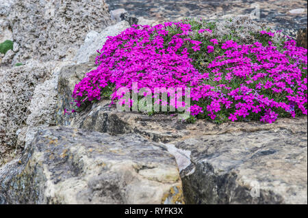 Brightly pink Phlox douglasii 'Crackerjack' growing in rock crevice, England Stock Photo