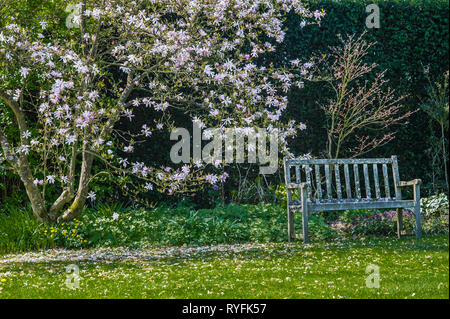Contemplative garden spot with bench with lichen and flowering Magnolia stellata, England Stock Photo