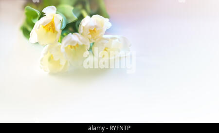 Spring white tulip flower close-up in soft lighting  on white background. Selective focus. Soft and gentle tulip flower. Tulip wallpaper. Concept gift for Valentine's day, birthday, 8 March. Stock Photo