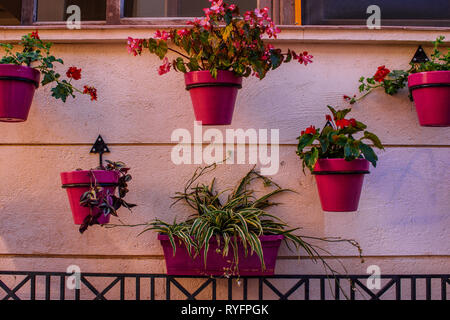 Flower in a pot. Flower pots with geraniums on the wall. Stock Photo