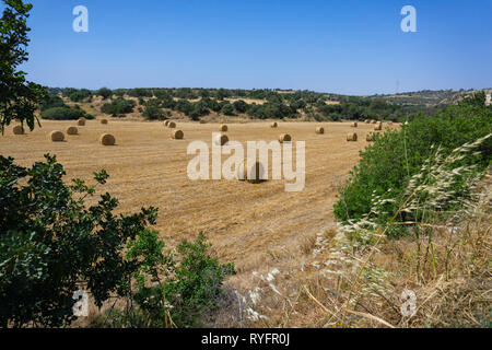 Harvested in rolls of hay on the field Stock Photo