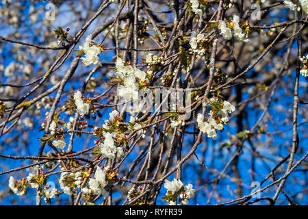 Fruit tree blossom: sour cherry (Prunus cerasus) blossoms in spring, cherry tree in bloom Stock Photo
