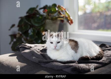 A white and brown indoor cat lounging on a sofa next to a window and a large potted plant. Stock Photo