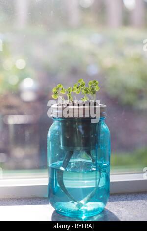 Basil seeds growing in a garden jar. Stock Photo