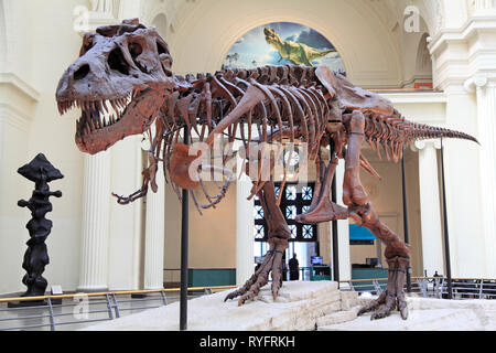 Tyrannosaurus (T-Rex) skeleton Stock Photo