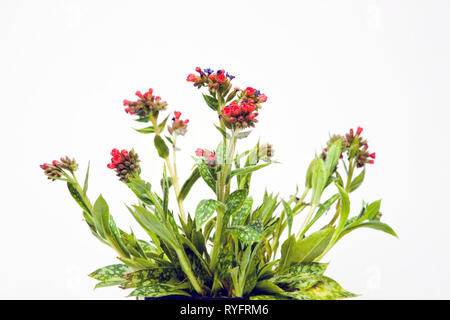 Lungwort Pulmonaria "Raspberry Splash", shade-loving groundcover, herbaceous perennial Stock Photo
