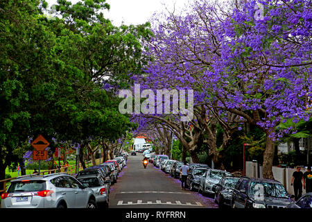 Travel Australia.  Views and scenics Australia.  The jacaranda is an iconic tree in Australia. Stock Photo