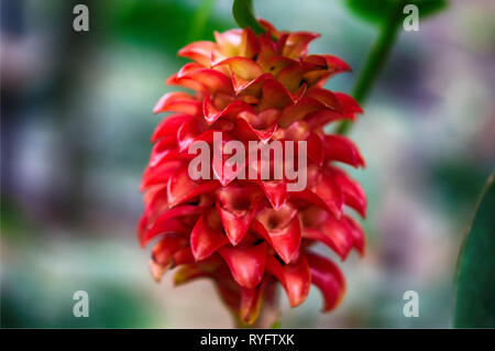 beautiful red succulent aloe plant flower Stock Photo