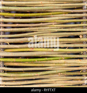 wall of willow twigs as background. Rural old fence, made from willow tree twigs and branches. Stock Photo