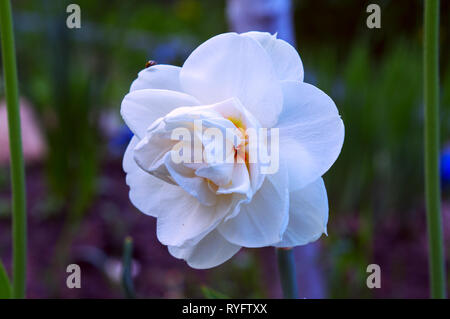 White narcissus flower blossoming on a spring day. Single flower close up Stock Photo