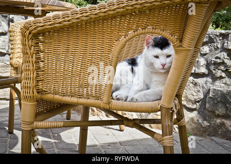  Cat  sitting on cafe  table Stock Photo 11009692 Alamy