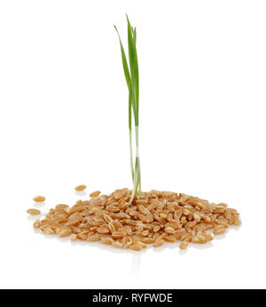 Wheat grains with green wheat sprouts isolated on white background Stock Photo