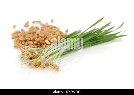 Wheat grains with green wheat sprouts isolated on white background Stock Photo