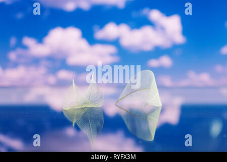 Transparent white leaves on mirror surface with reflection the background of blue sky with white clouds. Natural dreamy artistic image. Fairytale wall Stock Photo