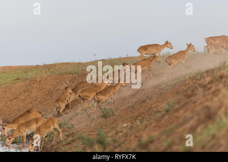 Saigas at a watering place drink water and bathe during strong heat and drought. listed in the Red Book, Chyornye Zemli Black Lands) Nature Reserve, K Stock Photo