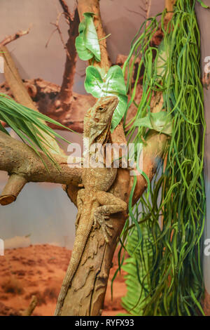 Close up portrait green Iguana on branch with beautiful nature background in terrarium. Stock Photo