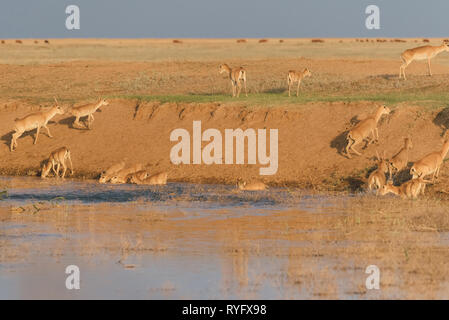 Saigas at a watering place drink water and bathe during strong heat and drought. listed in the Red Book, Chyornye Zemli Black Lands) Nature Reserve, K Stock Photo