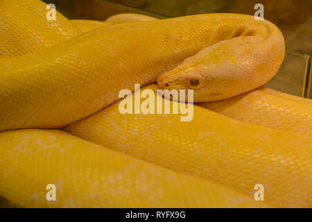 Close up golden yellow python. Danger snake. Stock Photo
