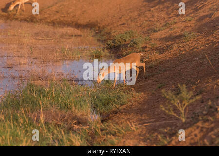 Saigas at a watering place drink water and bathe during strong heat and drought. listed in the Red Book, Chyornye Zemli Black Lands) Nature Reserve, K Stock Photo