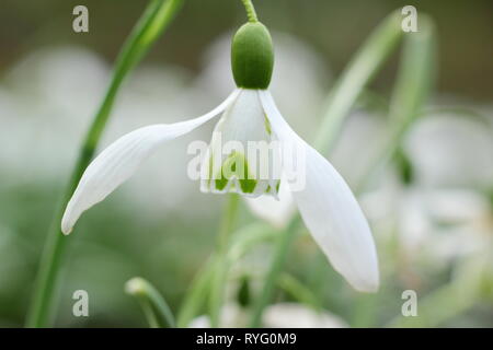 Galanthus 'Galatea' snowdrop flowering in late winter - February, UK Stock Photo