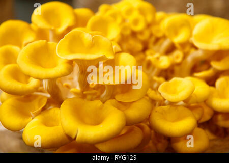 Yellow oyster mushroom. Pleurotus ostreatus. Stock Photo