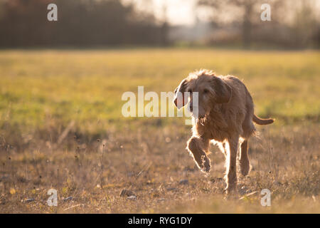 Magyar Vizsla 13 years old. old dog runs in the fall over a meadow in backlight in the evening Stock Photo