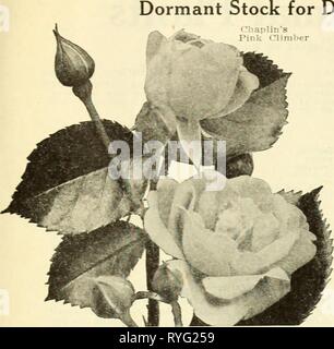 Dreer's wholesale price list for florists  dreerswholesalep1936henr Year: 1936  henry a. dreer Dreer's Quality Roses WHOLESALE LIST    Hardy Climbing Roses Albertir e. Coppery yellow passing to coppery rose American Pillar. Single pink with white center Chaplin's Pink Climber. Double rich pink Climbing' American Beauty. Deep rose-pink.... Dorothy Perkins. The old favorite shell pink... Dr. W. Van Fleet. An exquisite delicate pink. . . Emily Gray. Beautiful light orange-yellow. . . . Jacotte. Deep orange-yellow, tinted coppery red Mary Lovett. Lovely pure waxy white blooms.. Mary Wallace. Brigh Stock Photo