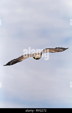 WHITE-TAILED EAGLE or SEA EAGLE Scotland, UK. Stock Photo