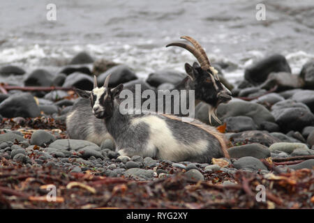 FERAL GOATS (Capra hircus) kid with nanny, Scotland, UK. Stock Photo