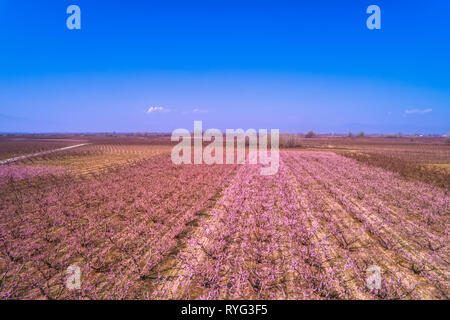 Aerial view the orchard of peach trees in bloomed in spring in the plain of Veria in northern Greece Stock Photo