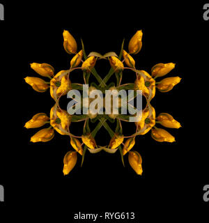 Fine art floral decorative and symmetrical color pattern/decor/ornament/mandala made from macros of yellow green tulips on black background in vintage Stock Photo