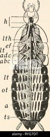 Elementary entomology  elementaryentomo00sand Year: [c1912]  OS    adc Stock Photo