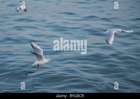 Single seagull flying with with sea as a background . Seagulls are flying above the sea, the sky is blue and cloudless . Stock Photo