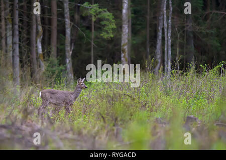 European roe deer standing on a glade Stock Photo