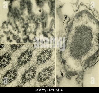 Electron-microscopic structure of protozoa  electronmicrosco00pite Year: 1963  14 15    I 16 Stock Photo