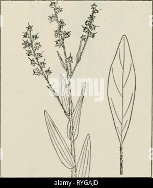 The drug plants of Illinois  drugplantsofilli44teho Year: 1951 Stock Photo
