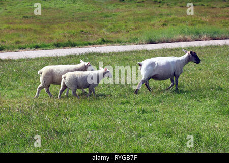 Shorn ewe with two lambs Stock Photo