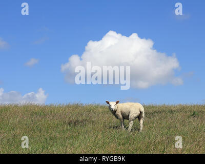 Young house sheep on the pasture and cloud