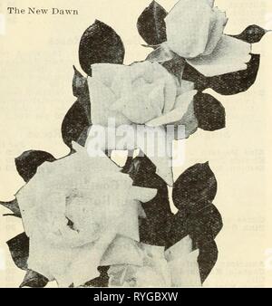 Dreer's wholesale price list for florists  dreerswholesalep1935henr Year: 1935  HENRY A. DREER Dreer's Select Roses WHOLESALE LIST Hybrid-Tea Roses of Recent Introduction Per 100 Cathrine Kordes $50 00 Eduard Schill 50 00 Eulalia 50 00 Frau E. â Weig'and 50 00 Gipsy Lass 50 00 Golden Rapture 30 00 Heinricli Wendland 60 00 Katharine Peclitold 50 00 Lydia 50 00 Malar Bos 50 00 iOjue. Jules Guerin 80 00 Ume. Nicolas Aussel 50 00 Mrs. Sam McGredy 30 00 Pink Dawn 50 00 Sir Henry Segrave 80 00 Souv. de Madame C. Chambard 80 00 Victoria Adelheid 50 00 Select List of Hybrid-Tea Roses Per 100 Autumn $3 Stock Photo