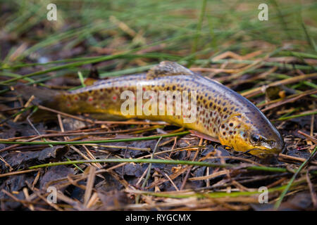 Fresh water, wild brown trout on vegetation by the river. Wild fish with dots on the grass. Fly fishing, spinning in the river stream Stock Photo