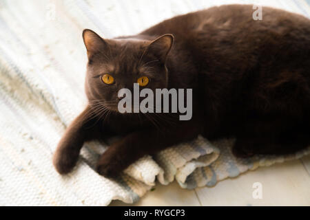 British Shorthair cat laying on the carpet and looking up. Brown domestic cat on the ground Stock Photo