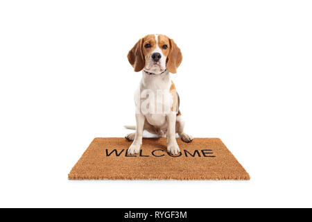 Cute beagle dog sitting on a brown welcome mat isolated on white background Stock Photo