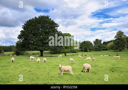 Sheep grazing in a field, Yorkshire, England, UK Stock Photo