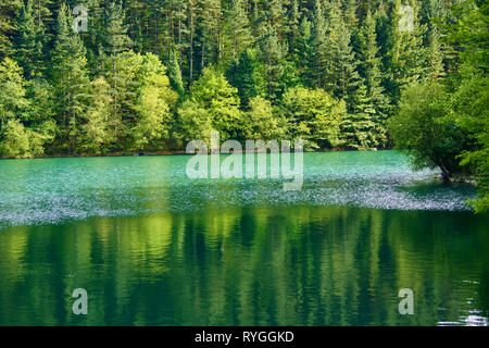 green forest in vasque country Stock Photo