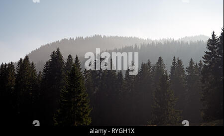 Misty forests and trees on grassy fields in the Alpine mountains of Switzerland. Stock Photo