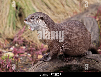Asian Small Clawed Otter (aonyx cinerea) Stock Photo