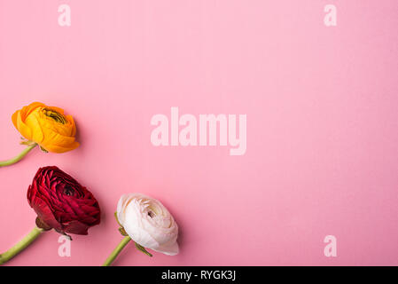 Three colorful flowers on a pink background. Studio shot. Flat lay. Copy space. Stock Photo