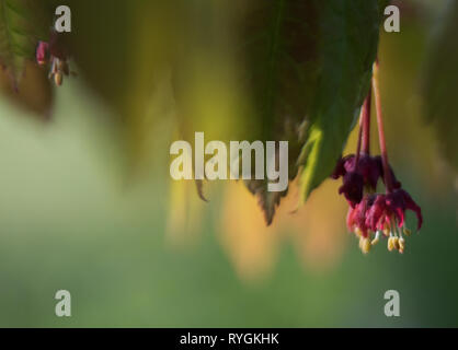 Cluster of red maple flowers blowing in the wind Stock Photo