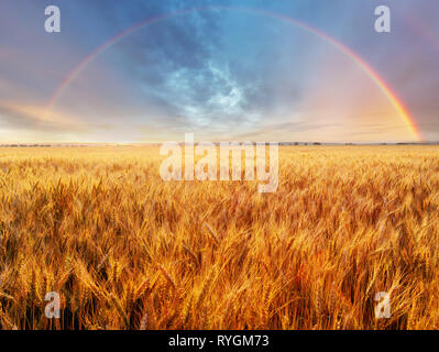 Wheat field with rainbow Stock Photo