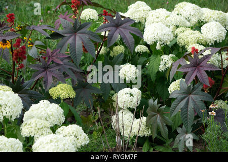 Blooming white Annabelle Hydrangea arborescens commonly known as smooth hydrangea, wild hydrangea, or sevenbark Stock Photo